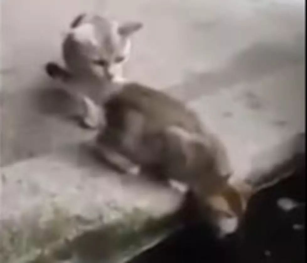 Fish Attacks Cat [VIDEO]