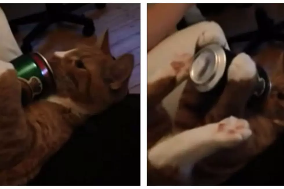 Hey, Wanna Watch a Cat Drink Beer? [VIDEO]