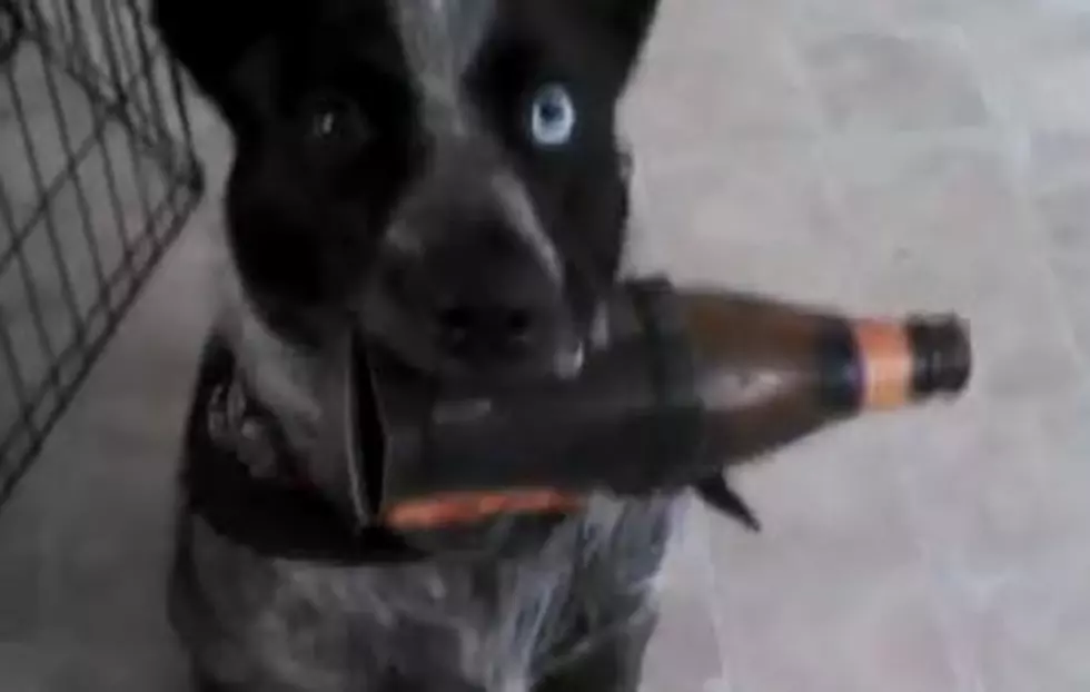Bandit The Beer Fetching Dog [VIDEO]