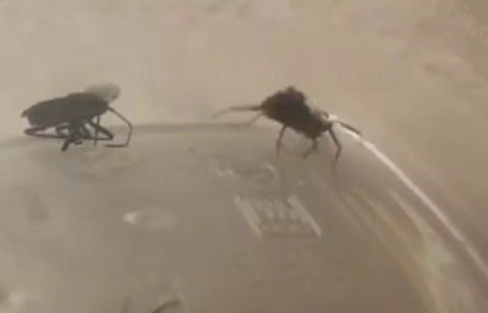 Spider ‘Explodes’ With Babies During Attack [VIDEO]
