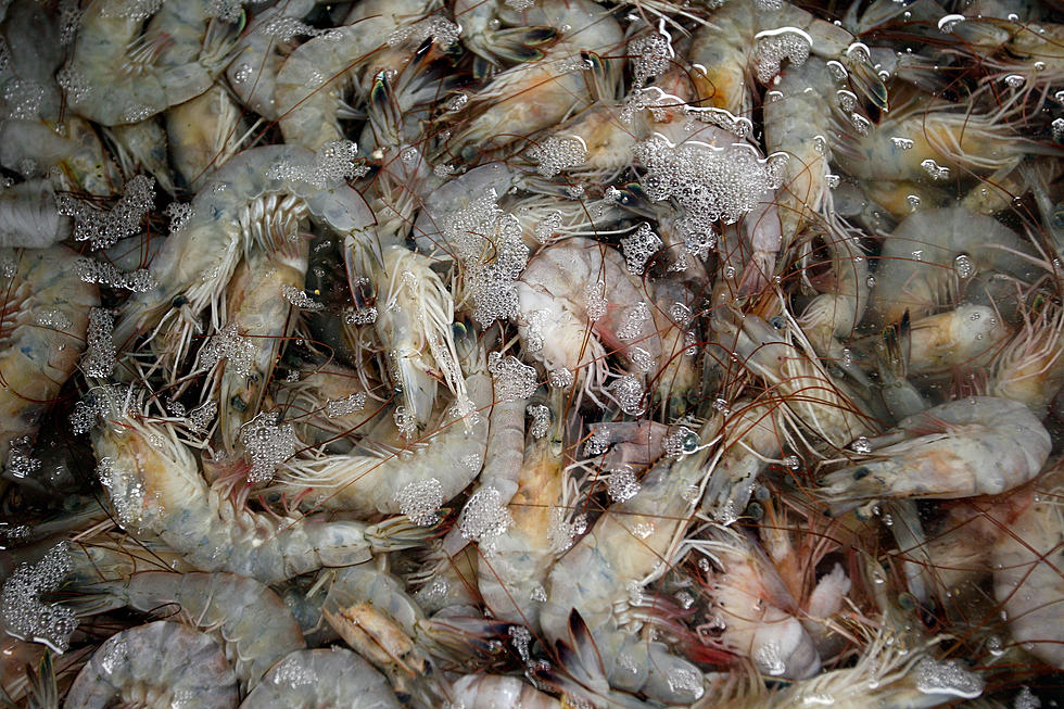 Michigan Bans Killer Shrimp, Just Don’t Know How to Tell Them