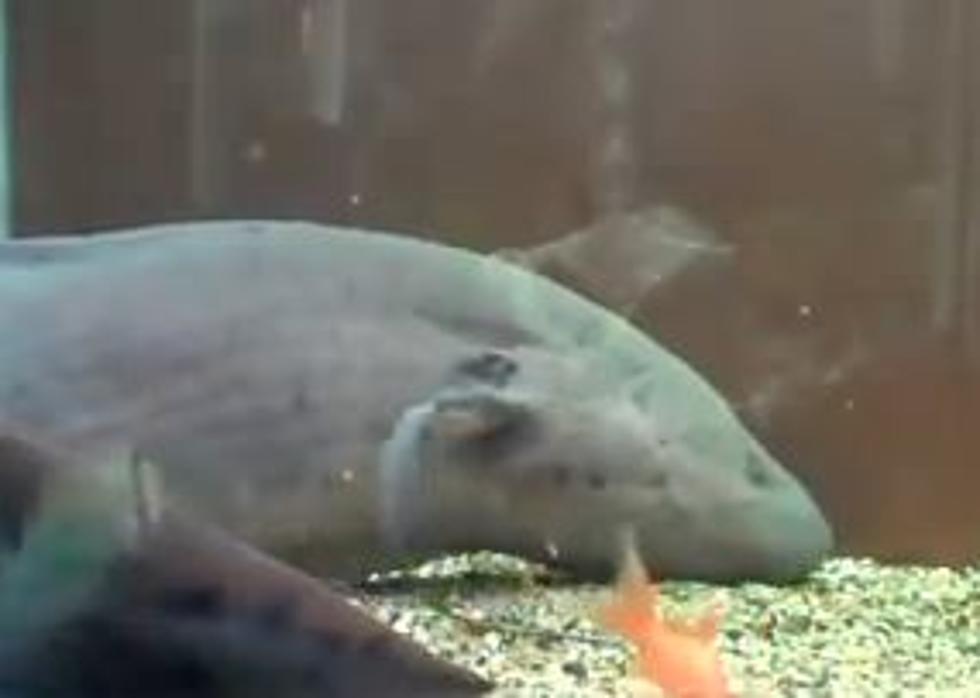 Man Who Shoved Lungfish Up His Butt Has It Sugically Removed NSFW [VIDEO]