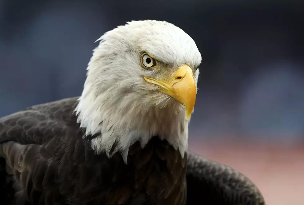 Michigan’s Bald Eagles are Fireproof and Possibly Impotent