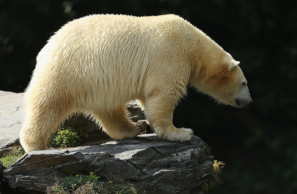 Are Vicious Polar Bear Really Migrating Into Michigan?