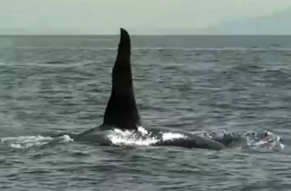 Man Misses Out On Whale Sighting While Looking At Phone [VIDEO]