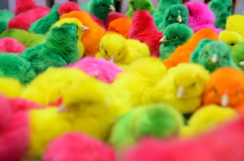 Michigan Considers Lifting the Bans on Dyed Baby Chicks and Cursing Children Out