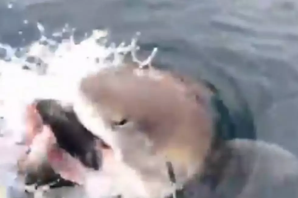 Shark Steals Fish Off Fisherman&#8217;s Line [VIDEO]