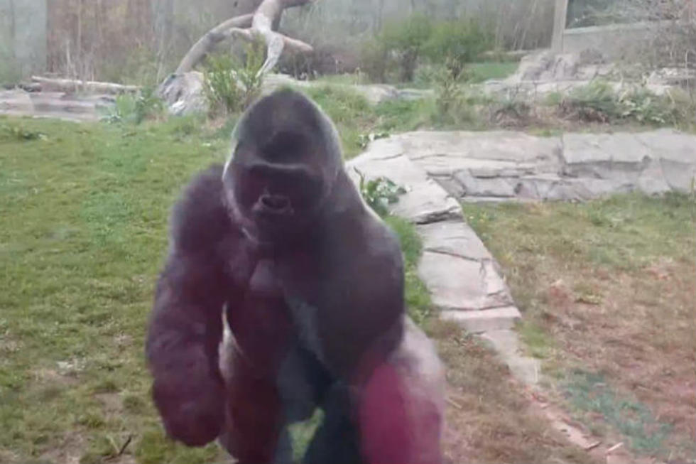 Gorilla In Zoo Tries Breaking Glass To Get To A Family [VIDEO]