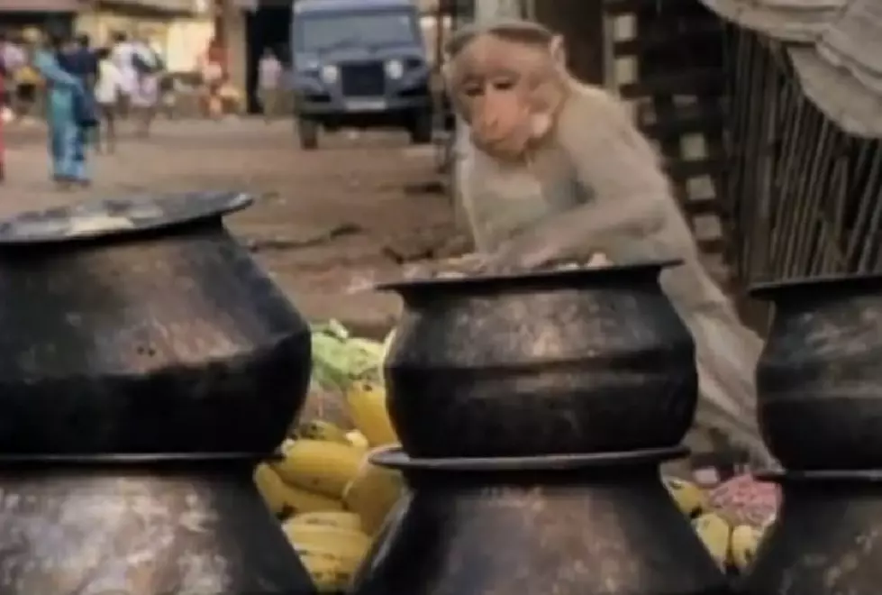 Monkey Jumps On Kid That Gave It The Finger [VIDEO]