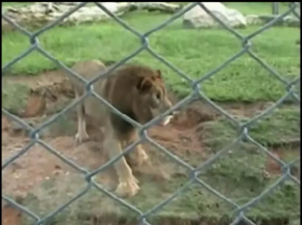 Caged Circus Lion Runs Free For First Time In 13 Years [VIDEO]