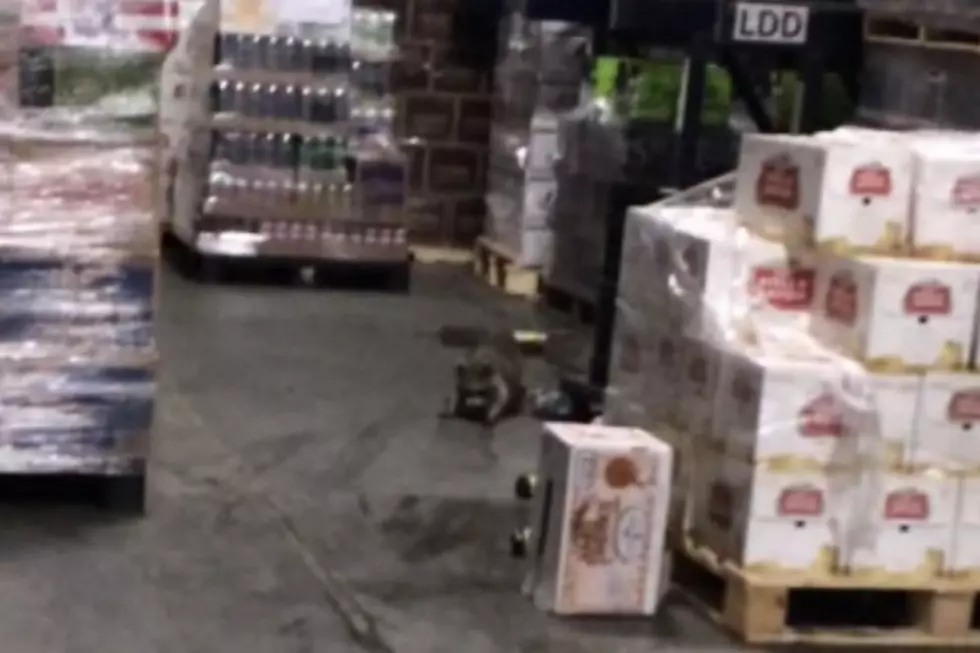 Raccoon That Can Drink You Under The Table Gets Drunk At Beer Distributor [VIDEO]