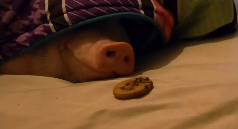 This Little Piggy Wakes Up to the Smell of Cookies [VIDEO]