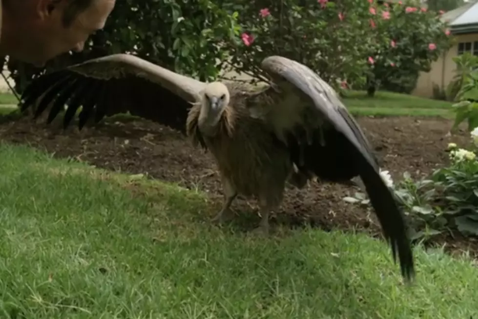 Vultures Take Over Family’s Home [VIDEO]