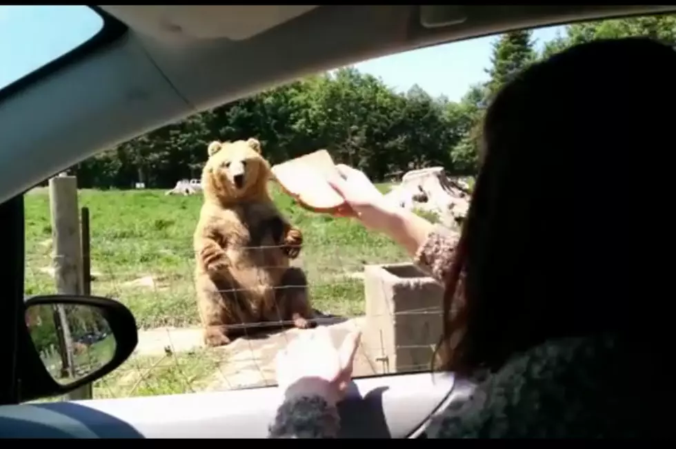 Bear Catches Bread Like A Beast [VIDEO]
