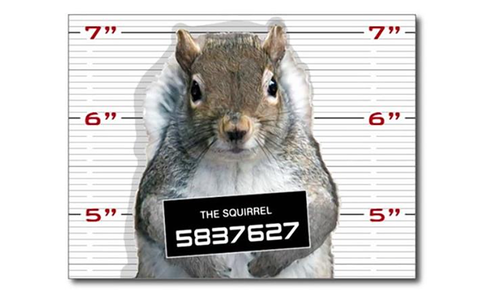 Michigan Police Post Squirrel Mugshot to Find Nut Bandit