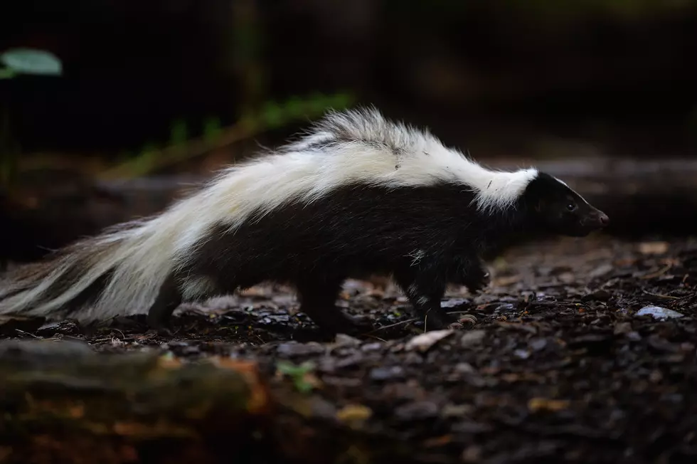 Michigan Cop Gets Sprayed Helping a Skunk [VIDEO]