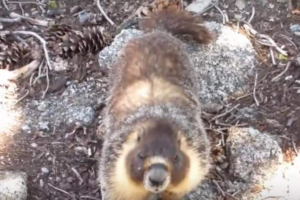 Man Tells Marmot To Get Out Of His House [VIDEO]