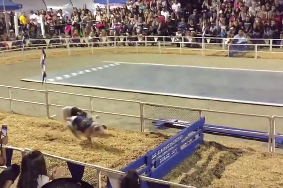 Pigs May Not Fly, But They Can Jump Hurdles [VIDEO]