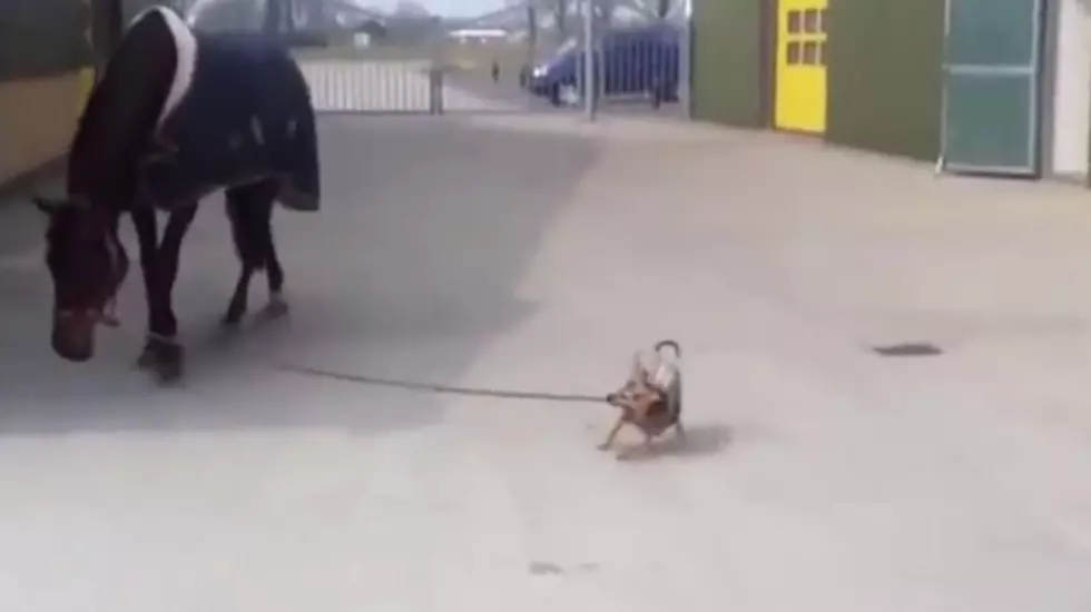 This Tiny Dog Walking a Horse Proves Size Doesn&#8217;t Matter [VIDEO]