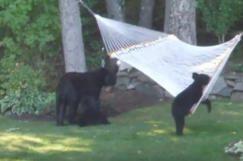 Three Bears and A Hammock Are Cute, But They Will Still Bite Your Face Off [VIDEO]