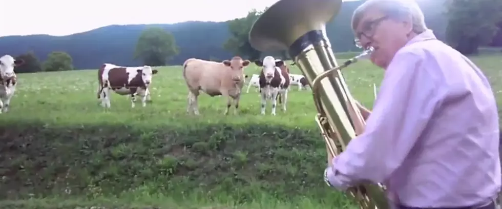 Cows at a Concert! Their Reaction to a Live Jazz Show is Priceless! [VIDEO]