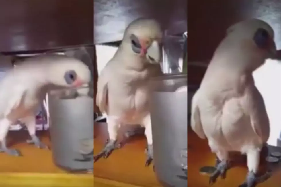 Eric The Bird Is A Jerk Of A Pet [VIDEO]