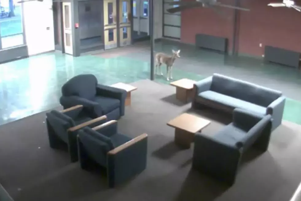 Oh Deer! Deer Crashes College Campus [VIDEO]
