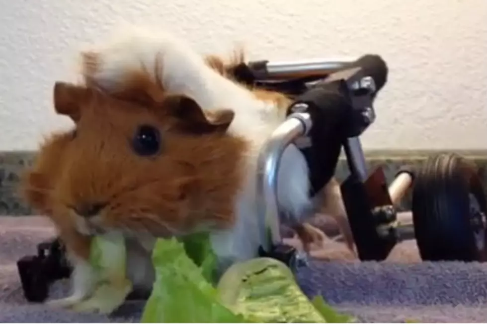 Have You Ever Seen A Guinea Pig In A Wheelchair? You Can Here! [VIDEO]