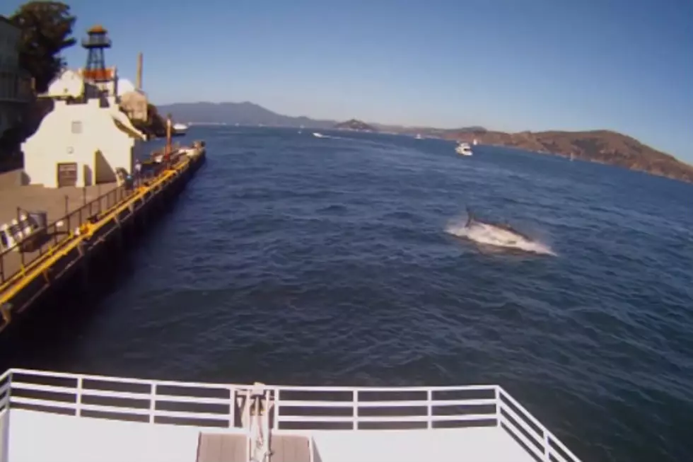 Great White Attack Near Alcatraz [VIDEO]