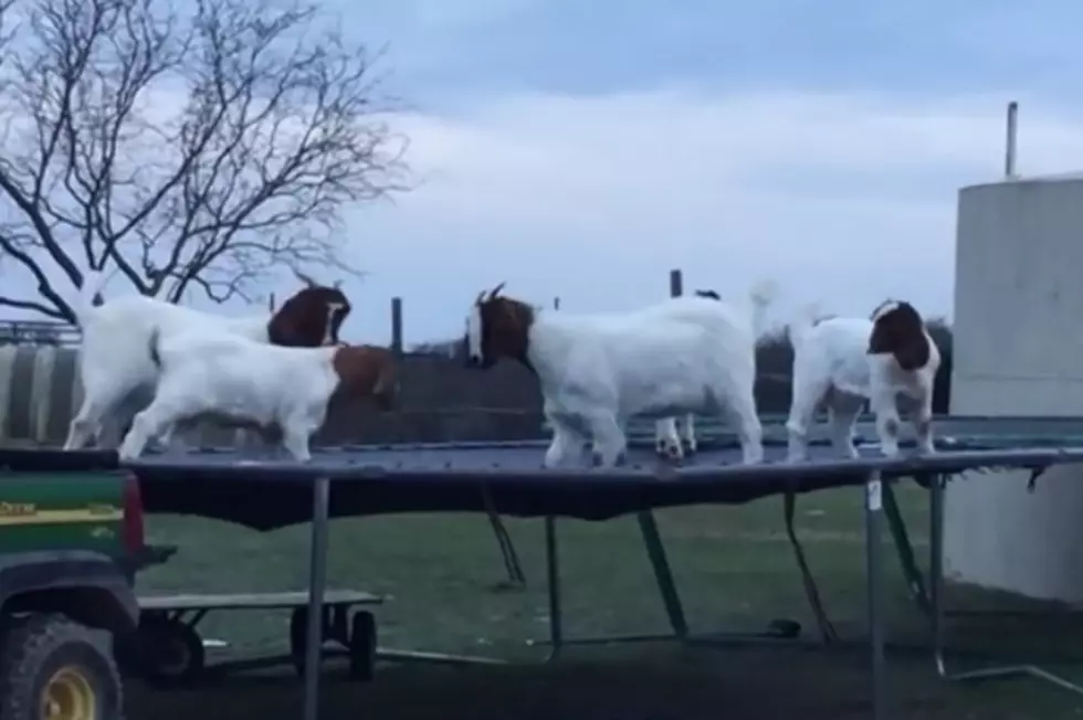 Goats On A Trampoline [VIDEO]
