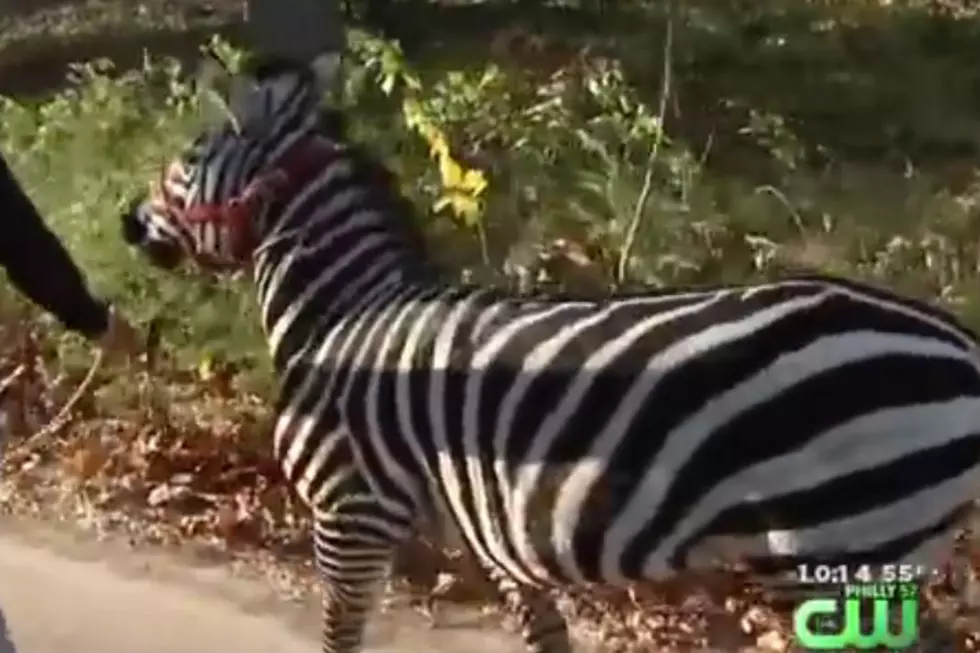 Zebras Escape From Circus, Wouldn&#8217;t You? [VIDEO]