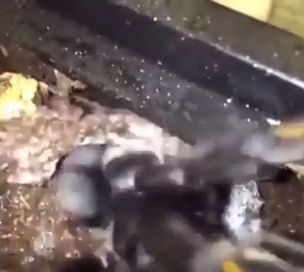 Maggot Eating Spider Makes A Surprise Visit [VIDEO]