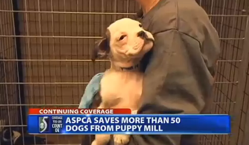 Michigan Puppy Mill Bust, More Than 50 Dogs Rescued [VIDEO]
