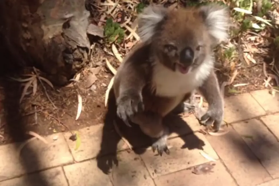 Koala Bear Cries After Getting Kicked Out Of Tree [VIDEO]
