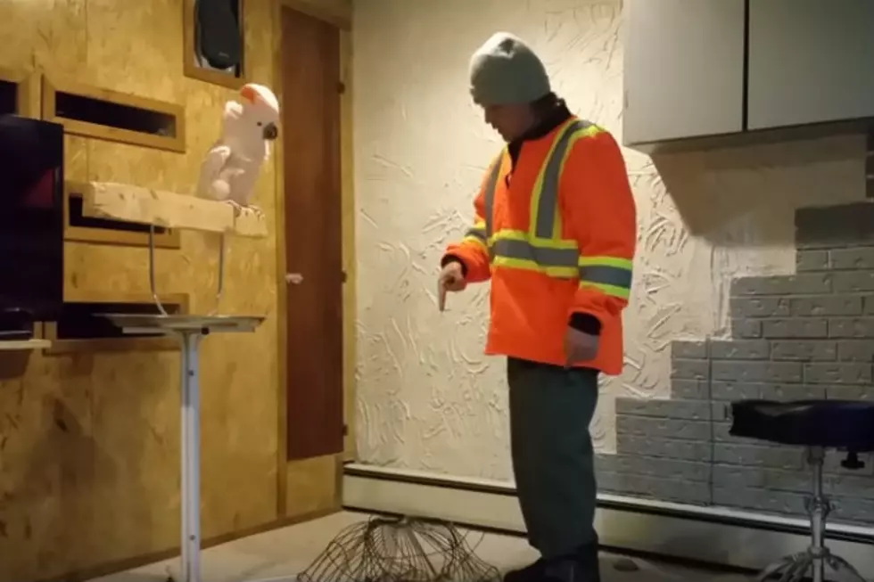 Foul-Mouth Bird Drops F-Bombs While Owner Fixes Cage Problem [VIDEO]