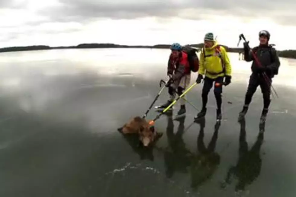 Boar Rescued On Ice With Curling Sticks [VIDEO]