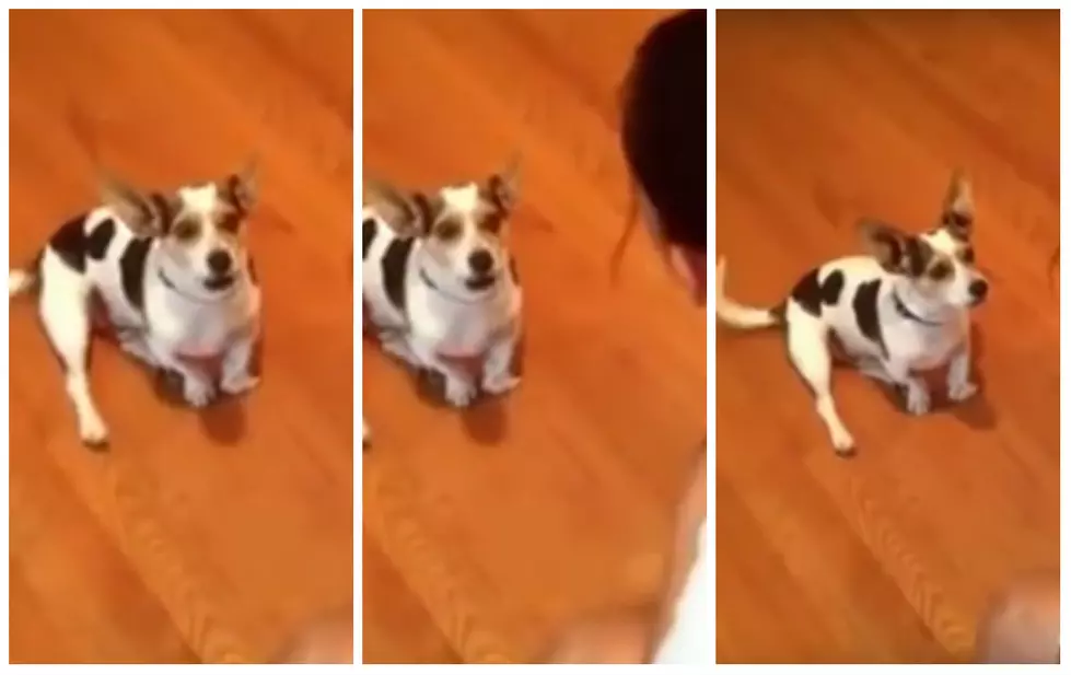 What Will You Dog Do For A Treat? This One Will &#8216;Meow&#8217; [VIDEO]