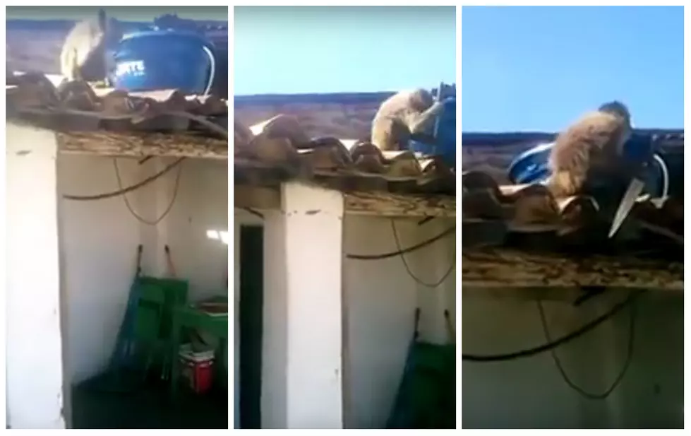 Drunk and Armed! Rum Drinking Monkey With Knife On Roof [VIDEO]