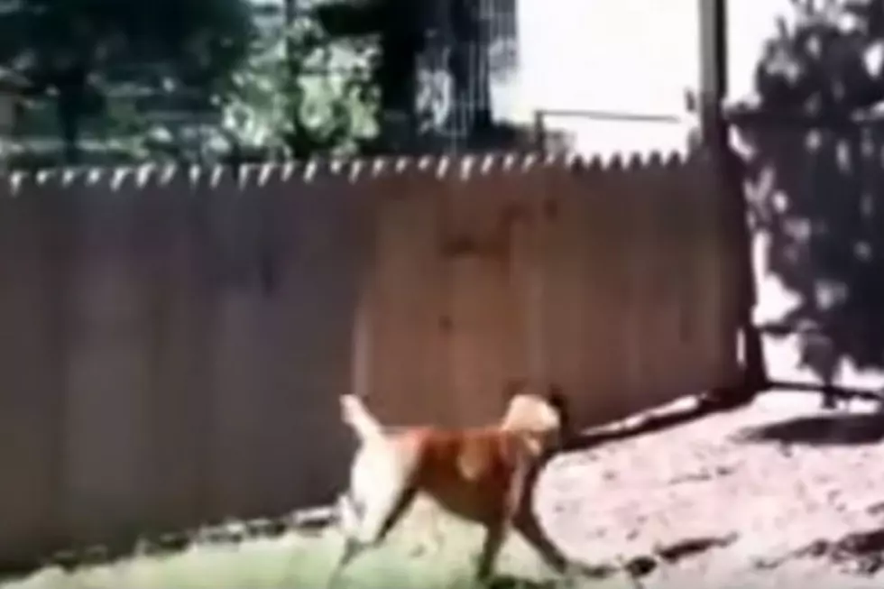Dog Owner Builds Fence For Dog, It Doesn’t Work Well [VIDEO]