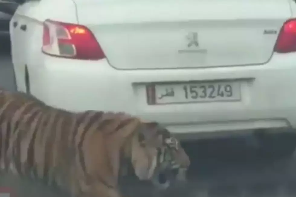 Tiger Loose On Highway [VIDEO]