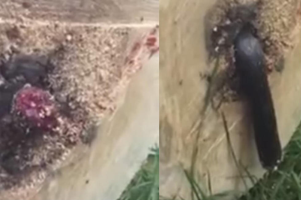 Dude Cuts Down Tree, Freaks Out After Finding Surprise Inside [VIDEO]