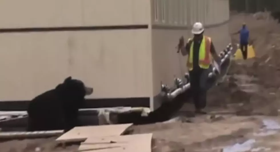 Bear at Work Prank Scares The Crap Out Of Construction Worker [VIDEO]