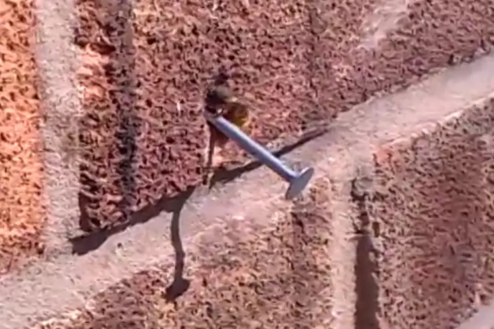 Strong Like A Bee? Bee Pulls Nail Out Of Brick [VIDEO]
