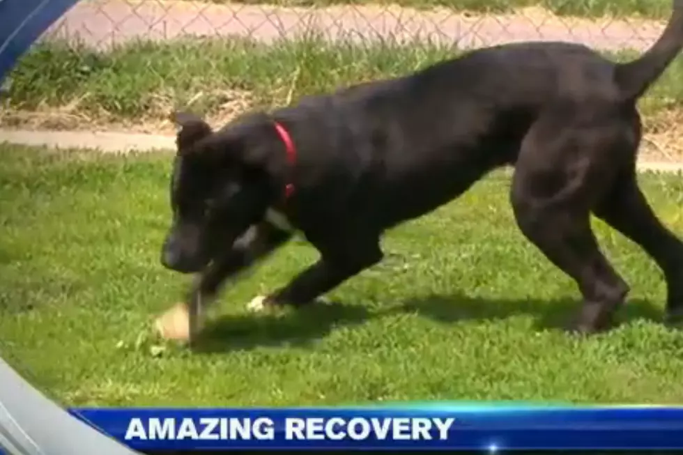 Abused Flint Dog Showing Major Signs Of Improvement, May Be Ready For New Home Soon [VIDEO]