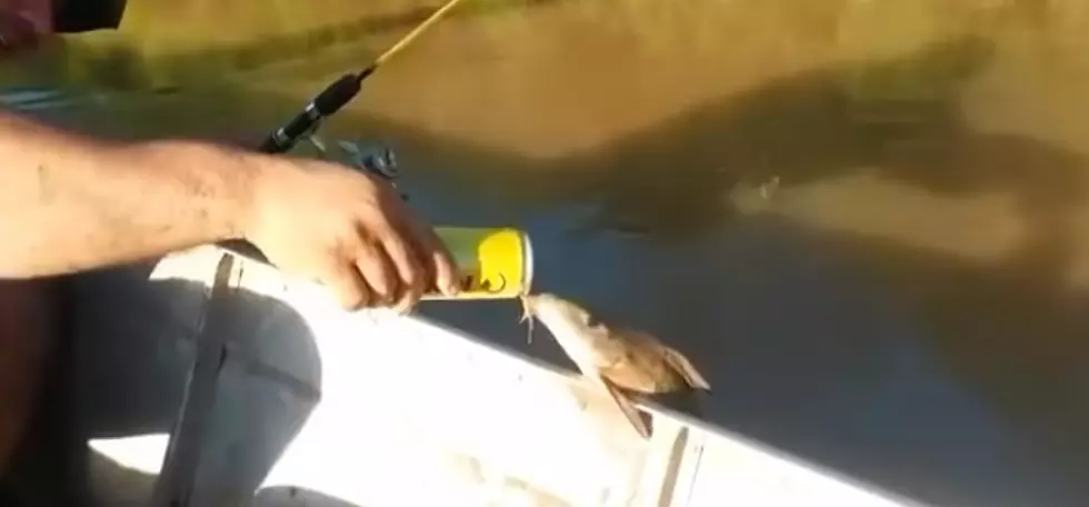 Fish Drinks Beer Straight Out Of The Can [VIDEO]