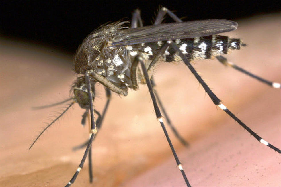 Mosquitoes Test Positive for West Nile Virus in Oakland and Saginaw Counties