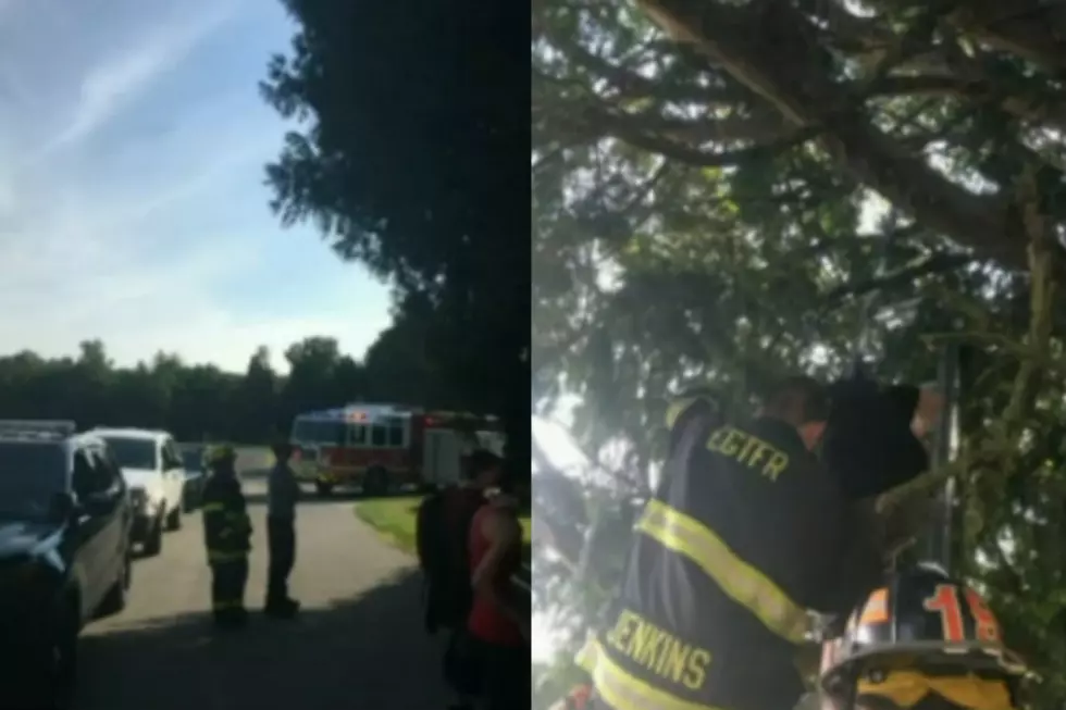 Pokemon Go Player Stuck In Tree While Chasing Pokemon [VIDEO]