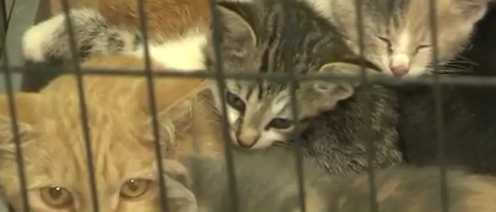 Family of Cats Found In a Garbage Can Taped Shut at a MI Humane Society [VIDEO]