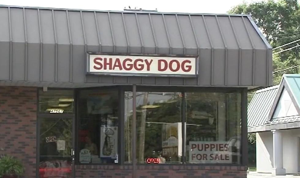 Dog Dies at a Shelby Township Groomer After Being Soaked in Chemicals [VIDEO]