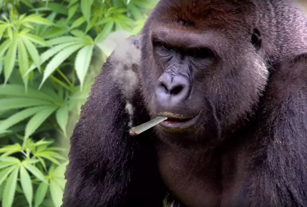 #SpliffsOut For Harambe &#8212; Fallen Gorilla Gets His Own Marijuana Strain